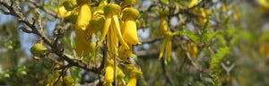 Cytisine Tree